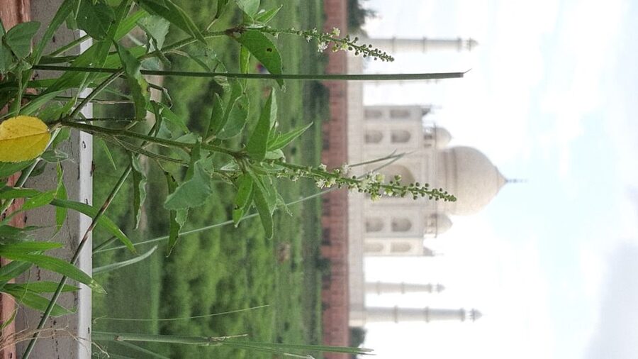 From Jaipur: Private Taj Mahal Sunrise & Agra Fort Tour - Guides, Private Vehicles, and Language Coverage That Actually Helps