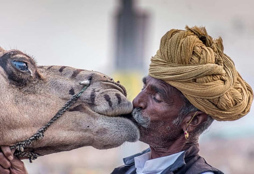 From Jaipur: Pushkar and Ajmer Private Day Trip - The 11-hour schedule, how the day flows from pickup to return