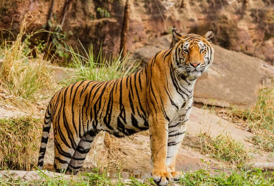 From Jaipur: Ranthambore National Park Day Trip with Safari - Jaipur Pickup and the Aravalli Drive to Ranthambore