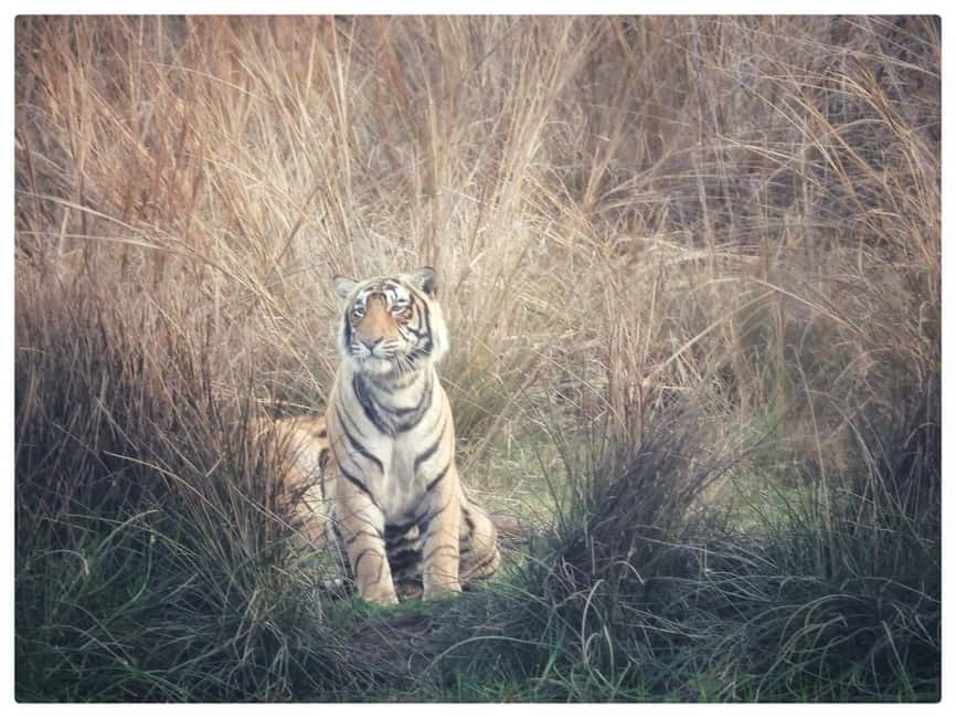 From Jaipur: Ranthambore National Park Day Trip with Safari - Safari Ride Choice: Jeep vs Canter in the Park