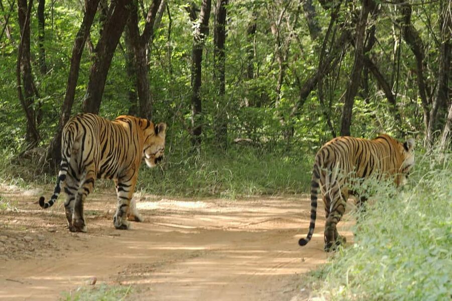 From Jaipur: Ranthambore National Park Day Trip with Safari - Tiger Reserve Reality: Odds, Zones, and Why Timing Matters