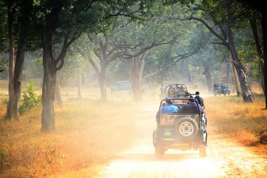From Jaipur: Ranthambore National Park Day Trip with Safari - Beyond Tigers: Crocodiles, Sloth Bears, Leopards, and All the Smaller Stuff