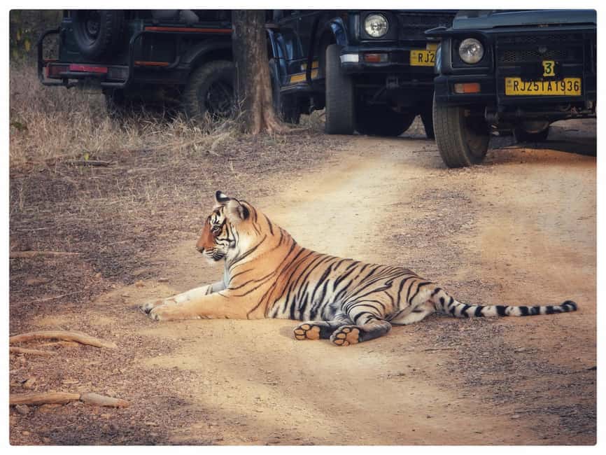 From Jaipur: Ranthambore National Park Day Trip with Safari - Comfort, Layers, and the Real Deal on Meals