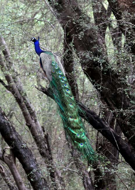From Jaipur: Ranthambore National Park Day Trip with Safari - Value and Price: What $85 Actually Buys