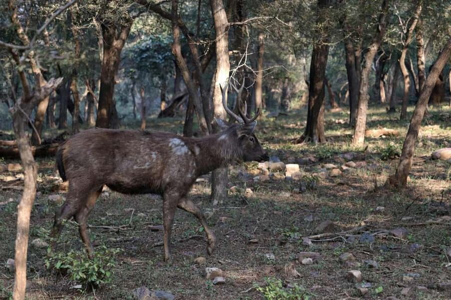From Jaipur: Ranthambore National Park Day Trip with Safari - Who This Day Trip Suits (and Who Should Skip It)