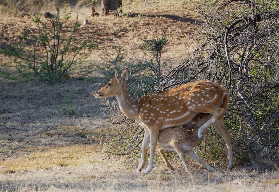 From Jaipur: Ranthambore National Park Day Trip with Safari - Should You Book This Jaipur to Ranthambore Safari Day Trip?