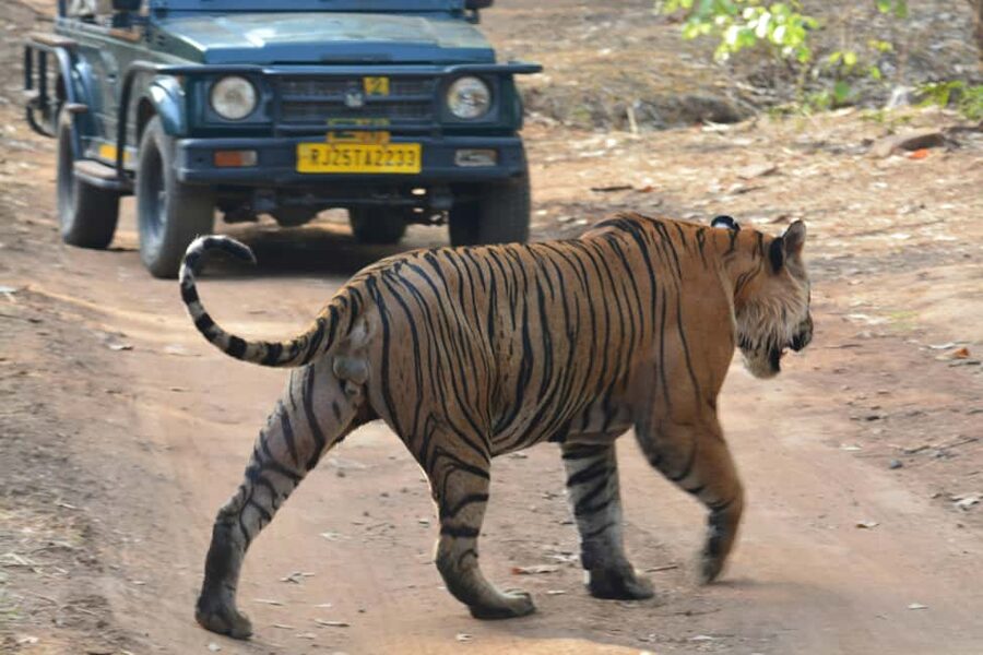From Jaipur: Ranthambore National Park Day Trip with Safari - Naturalist Guidance and Forest Department Rules You Should Know