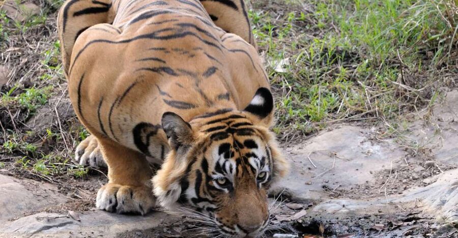From Jaipur: Ranthambore Tour with Cab - Key points at a glance