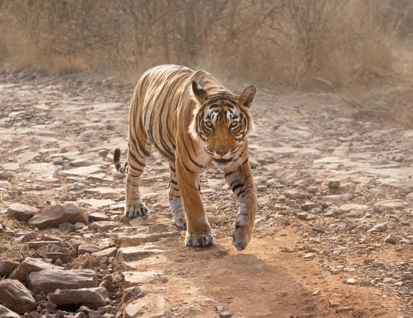 From Jaipur: Ranthambore Tour with Cab - Jeep vs canter: choosing the ride type that matches your style