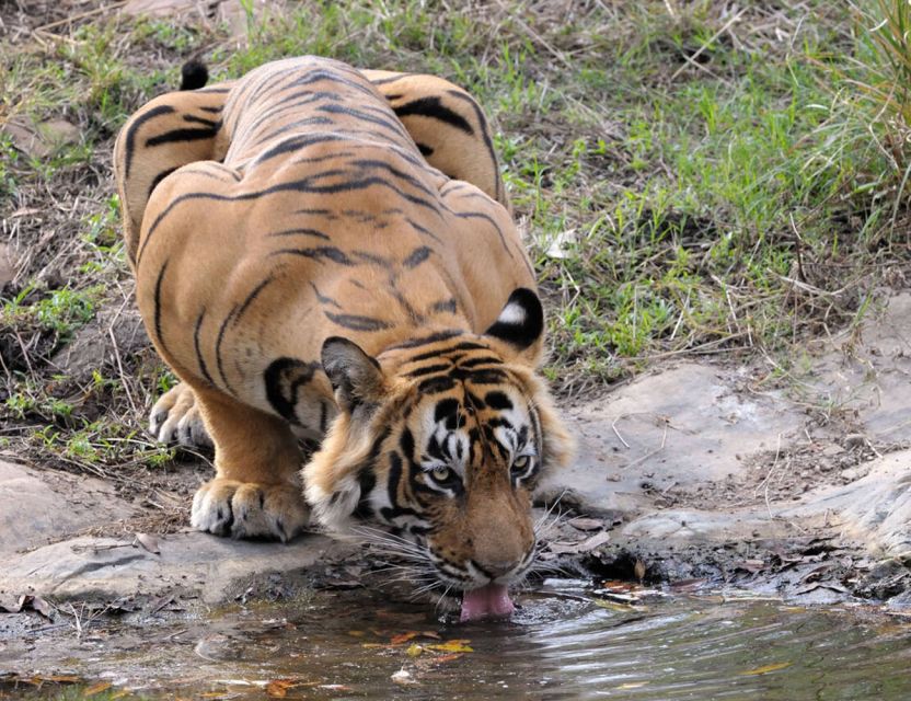 From Jaipur: Ranthambore Tour with Cab - The arrival rhythm in Sawai Madhopur and why 2 PM is a smart start