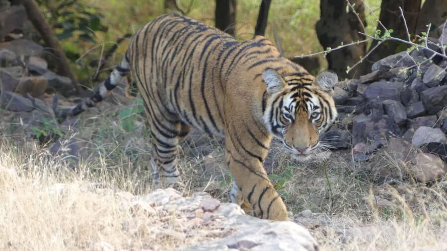 From Jaipur: Sariska National Park Day trip with Safari - Sariska Tiger Reserve in a day, what you can really expect