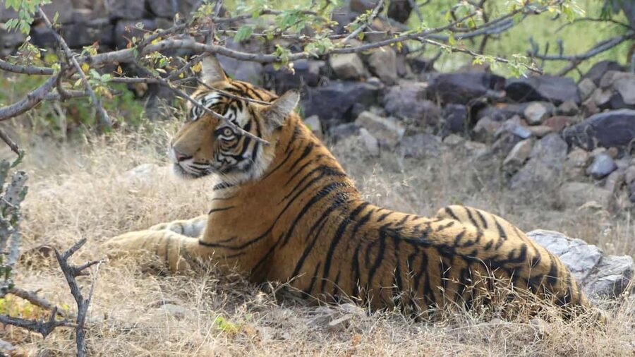 From Jaipur: Sariska National Park Day trip with Safari - Safari vehicle choice, Jeep seats vs canter crowds
