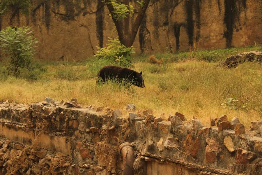 From Jaipur: Sariska National Park Day trip with Safari - Timing, waiting, and the photo phone reality