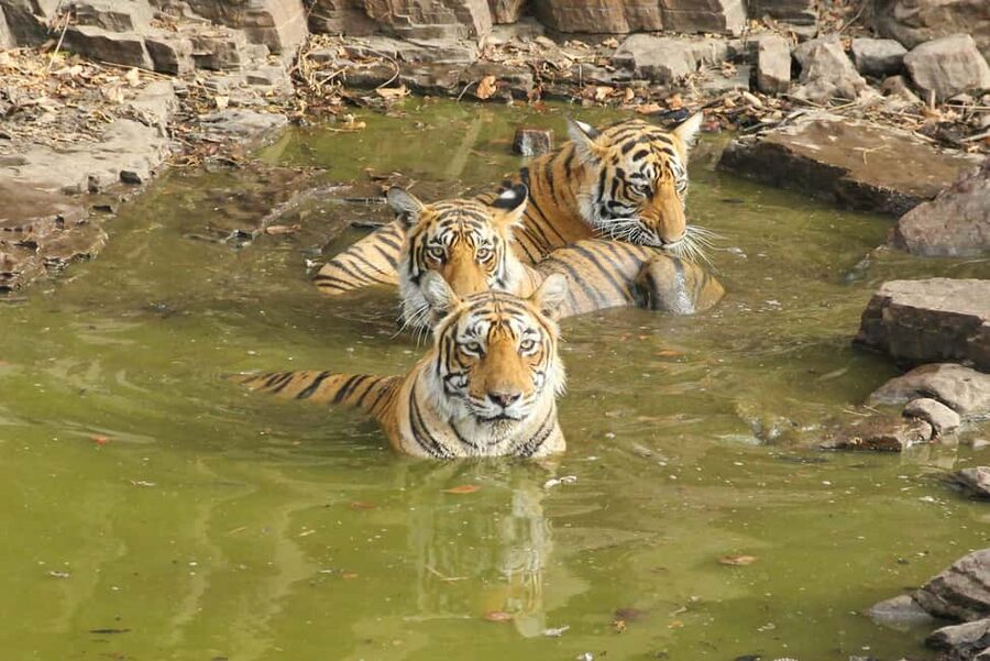 From Jaipur: Sariska National Park Day trip with Safari - What to bring, plus the rules you should not ignore