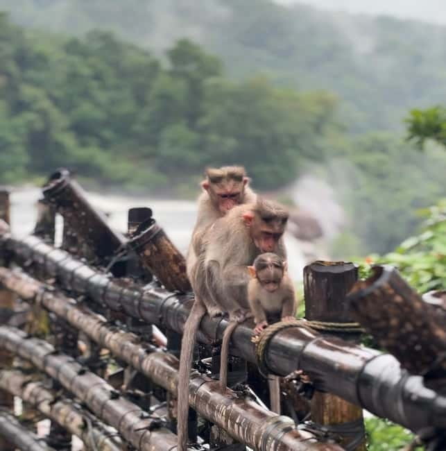 From Kochi: Athirappilly Waterfalls Day Trip with Transfers - Key highlights to look for