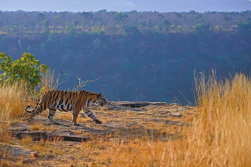 From Ranthambore: Official Tiger Safari in Canter With Guide - Quick takes before your Ranthambore Canter safari