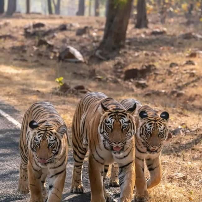 From Ranthambore: Official Tiger Safari in Canter With Guide - What you are booking in Ranthambore: a real tiger reserve safari