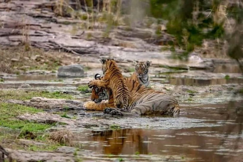 From Ranthambore: Official Tiger Safari in Canter With Guide - The 3-hour flow: morning or afternoon, plus time for photos