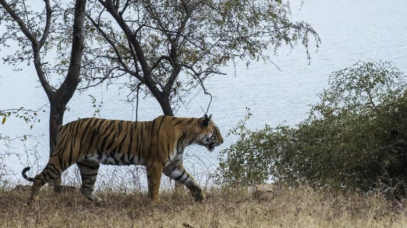 From Ranthambore: Official Tiger Safari in Canter With Guide - The guide role: expert naturalist insights, with one real-world caution