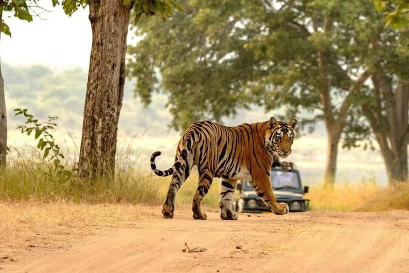 From Ranthambore: Official Tiger Safari in Canter With Guide - Getting there: Ganesh Dham Circle and how to avoid stress