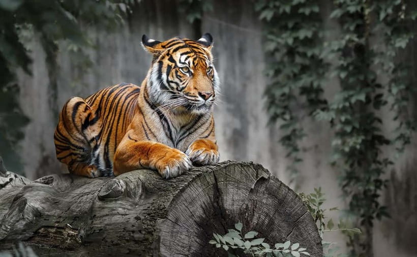 From Ranthambore: Official Tiger Safari in Canter With Guide - What to bring for a smooth safari day
