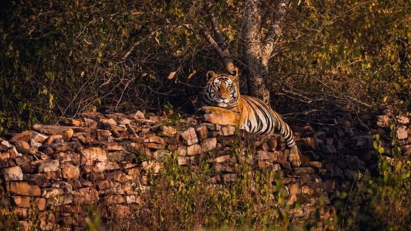 From Ranthambore: Official Tiger Safari in Canter With Guide - Passport and entry rules: do this early
