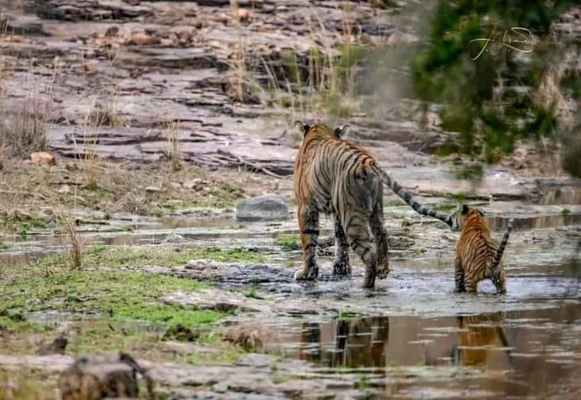 From Ranthambore: Official Tiger Safari in Canter With Guide - Zone strategy in Ranthambore: why 1 to 5 often beats the rest