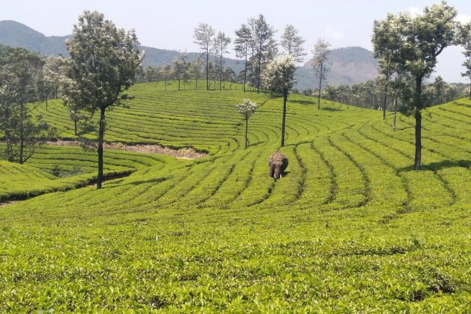Full day in hiking in Munnar (By Munnar Info) - Price and Value: What $28 Gets You for a Full-Day Hike