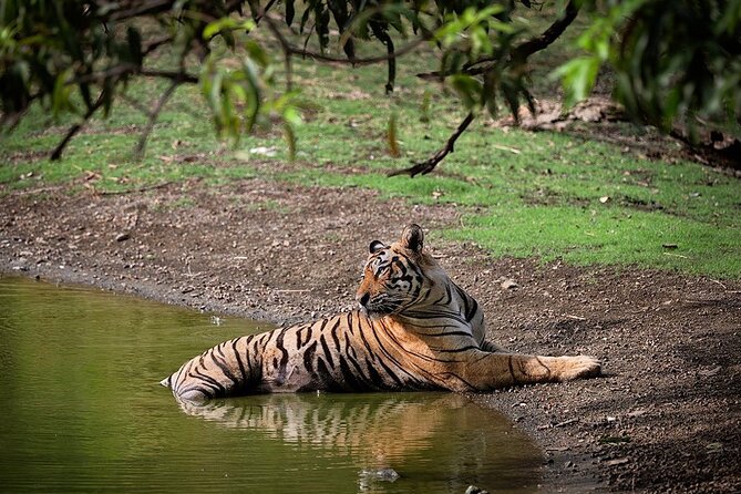 Full-Day Trip to Ranthambore National Park from Jaipur - Key things that make this Ranthambore day different