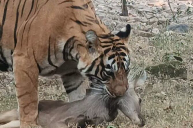 Full-Day Trip to Ranthambore National Park from Jaipur - A 12-hour Ranthambore plan that starts with Jaipur pickup