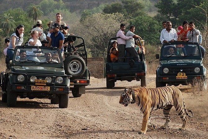 Full-Day Trip to Ranthambore National Park from Jaipur - Safari time in Ranthambore: what the park visit actually feels like