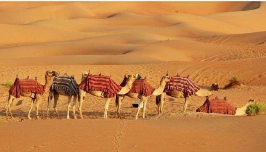 Fullday pushkar tour from jaipur with guid+camel/jeep safari - Drivers and guides: where the quality really shows