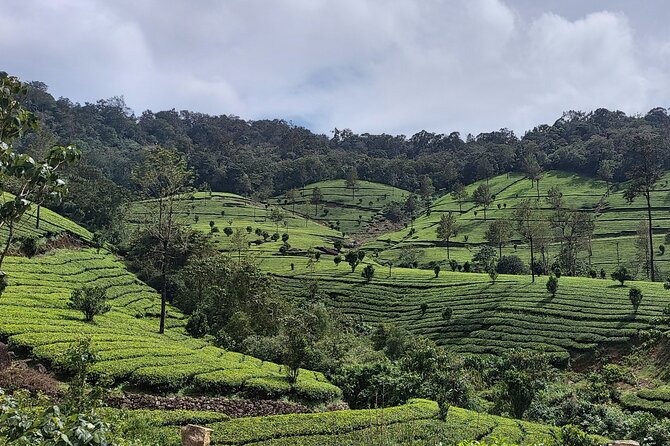 Glimpses of Kerala in 6 days Private Tour with Sanguine Holidays - Day 3 in Munnar: national park wildlife, dams, tea, and roses