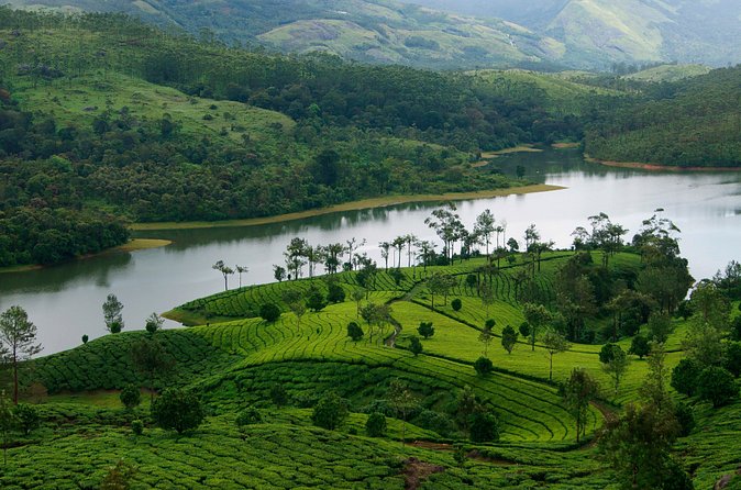 Glimpses of Kerala in 6 days Private Tour with Sanguine Holidays - Day 4 Thekkady and Periyar Tiger Reserve: wildlife views from a boat
