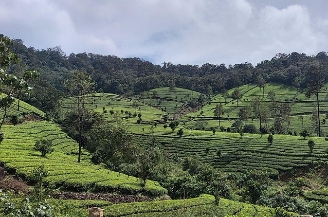 Glimpses of Kerala in 6 days Private Tour with Sanguine Holidays - Price and value: where your $393.25 per person really goes