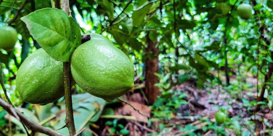 Goa: Spice Plantation Tour and Traditional Local Lunch - Should you book the Goa spice plantation tour?