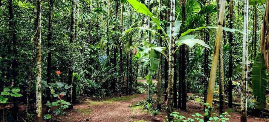 Goa: Spice Plantation Tour and Traditional Local Lunch - Lunch at the plantation: Goan buffet, spices included, and earthen pots