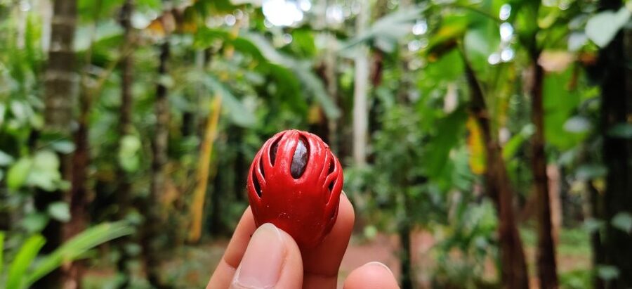 Goa: Spice Plantation Tour and Traditional Local Lunch - Getting there, what the drive gives you, and who you’ll be with