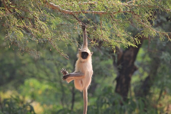 Golden Triangle & Ranthambore: 4-Day Private Tour from Delhi - Ranthambore morning safari: how to maximize tiger-spotting odds