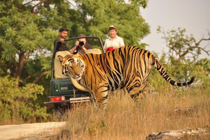 Golden Triangle with Wildlife and Royal Castle Stay - Price and what $415 buys you in real terms