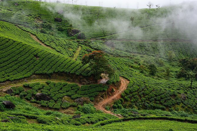 Green Magic Day Tour to Munnar - Key Highlights Worth Waking Up For