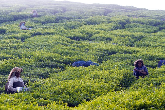 Green Magic Day Tour to Munnar - A Long Morning Ride From Kochi To Munnar