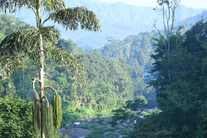 Green Magic Day Tour to Munnar - Tea Hills Trek: The 3-Hour Walk That Changes Your View