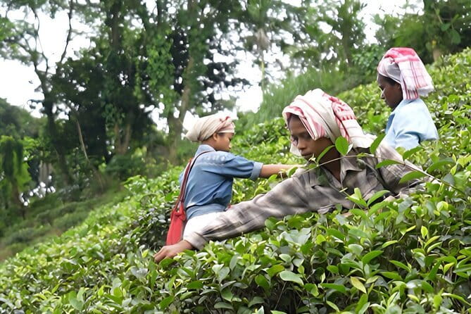 Guwahati Tea Garden tour @ Amchong - Key Highlights You’ll Actually Feel