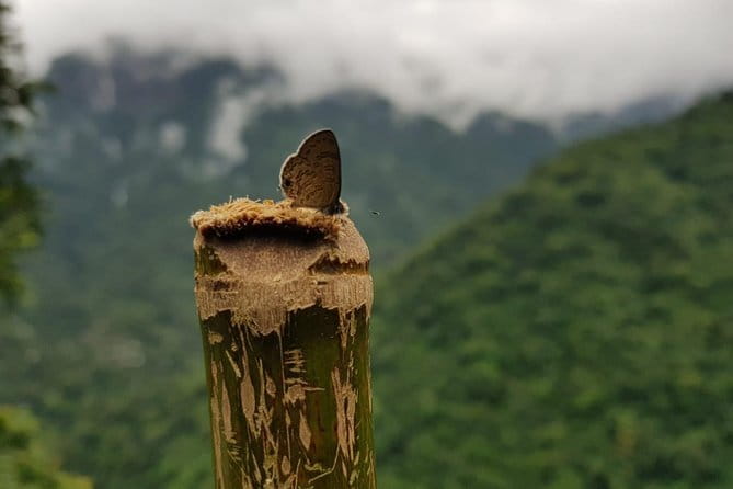 Guwahati Tea Garden tour @ Amchong - Should You Book the Amchong Tea Garden Tour?