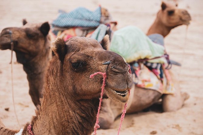 Half Day Desert Safari Jaisalmer - Kuldhara Abandoned Village: A Ghost-Village Legend Tour