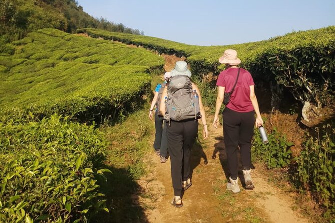 Half Day Hiking in Munnar Trekking Tour - Breakfast on the trail, and why it matters more than you think