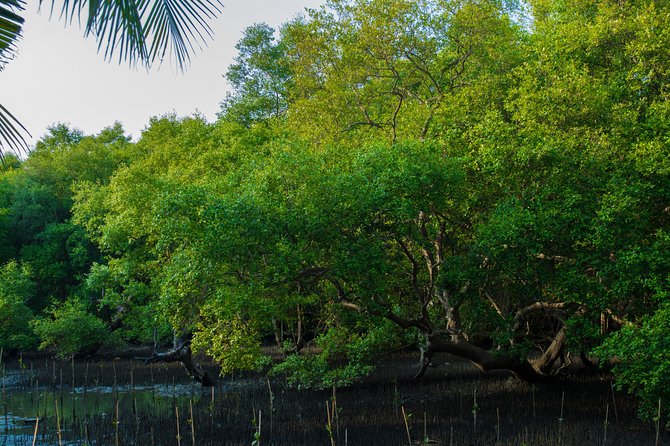Into the Mangroves: Calicut Mangrove Trail by Tyndis - Getting to Kadalundi Bird Sanctuary without stress