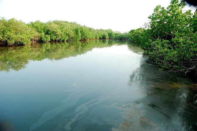 Into the Mangroves: Calicut Mangrove Trail by Tyndis - The mangrove trail walk: spotting nine varieties