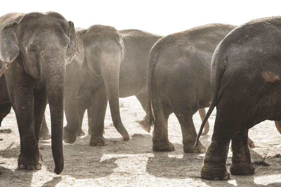 Jaipur: Elefantastic Elephant Sanctuary Tour - Getting from Jaipur to the sanctuary, then back again
